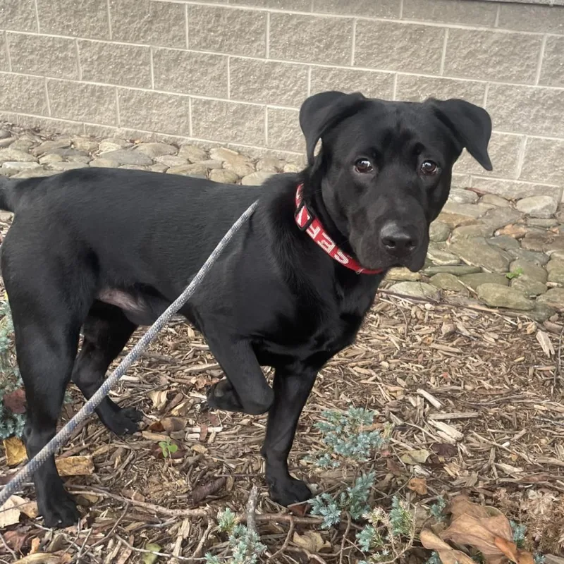 An adult medium-sized male Black Mixed Breed dog named Daniel for adoption in Asheville, NC