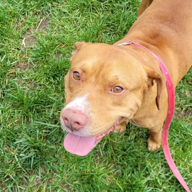 A senior medium-sized male Golden American Staffordshire Terrier dog named Keanu for adoption in Chattanooga, TN