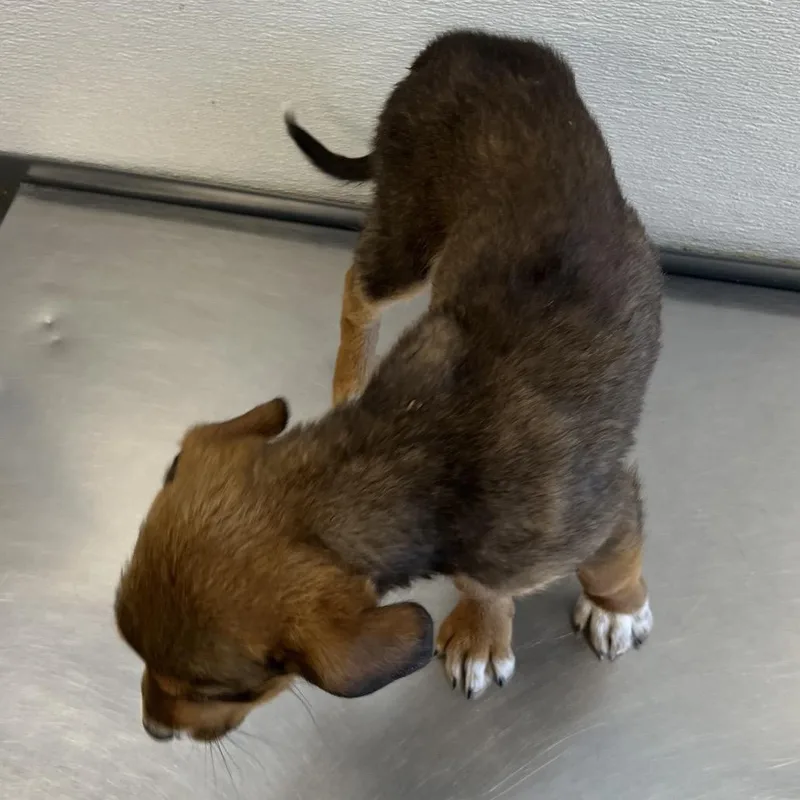 A baby medium-sized female Brown / Chocolate Mixed Breed dog named Carnation for adoption in Las Cruces, NM