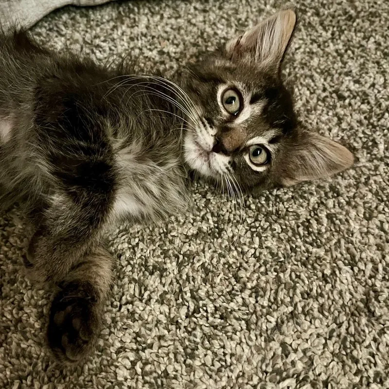 Ozzy Pawsborn