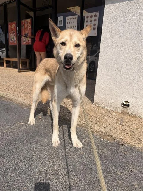 A young large-sized male Mixed Breed dog named Churro for adoption in Dallas, TX