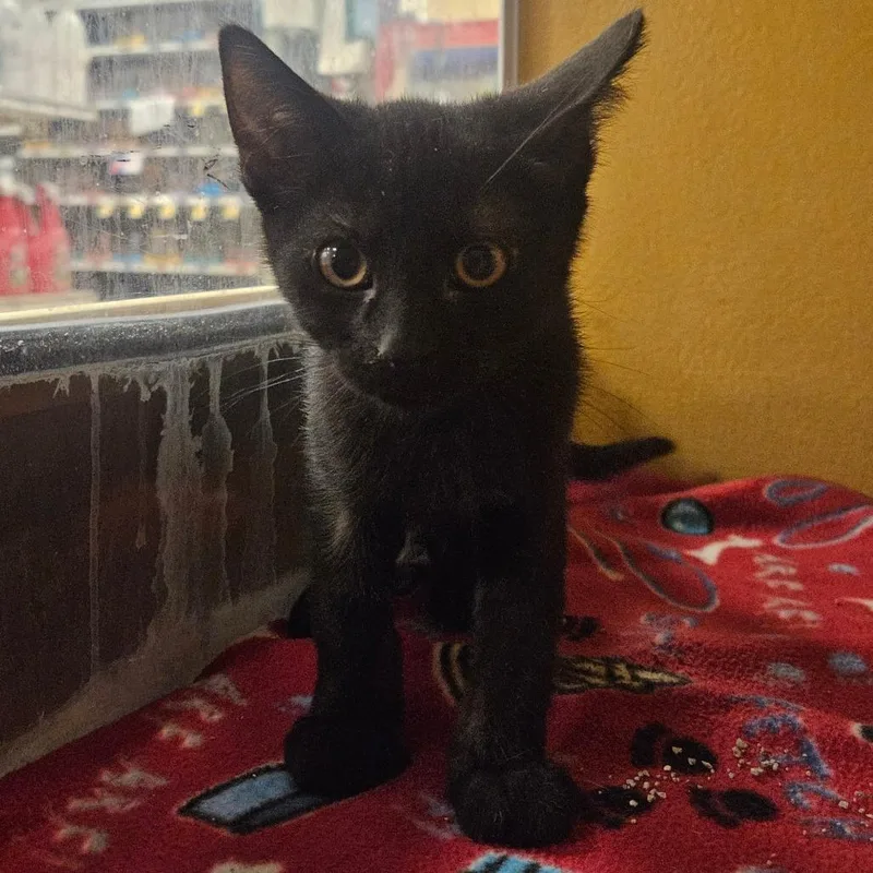 A baby small-sized male Black Domestic Short Hair cat named Hazelnut for adoption in Grantsville, UT