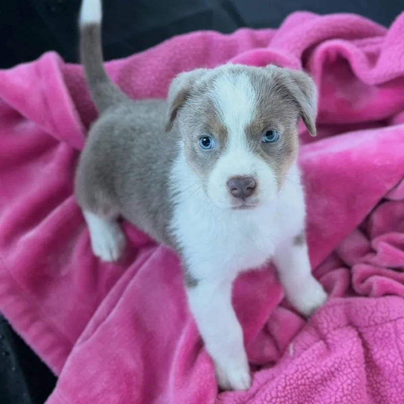 A baby medium-sized male Gray / Blue / Silver Mixed Breed dog named Sterling for adoption in St. Charles, MO