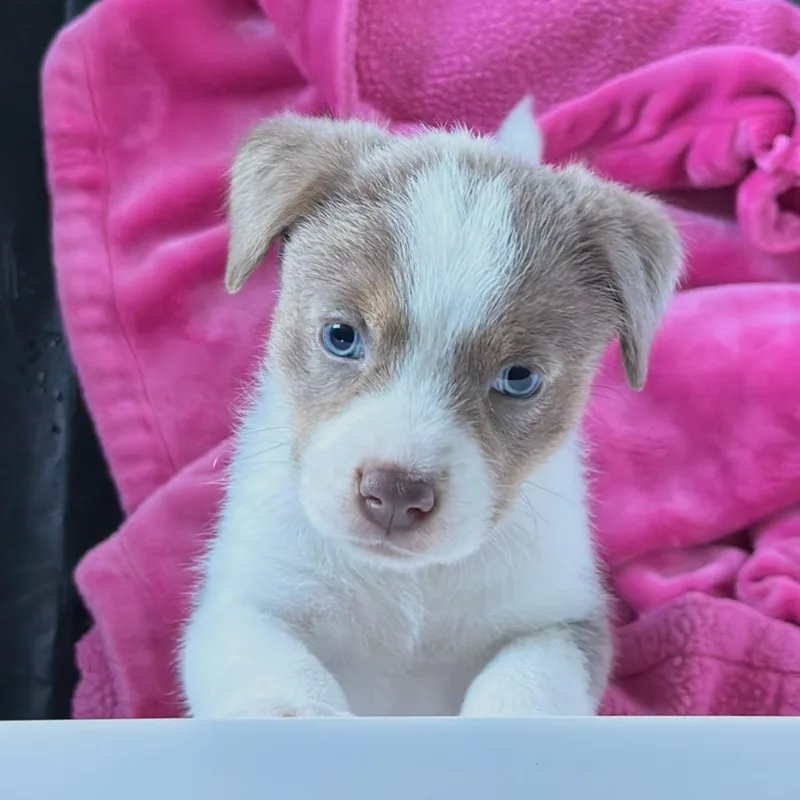 Sterling thumbnail 2