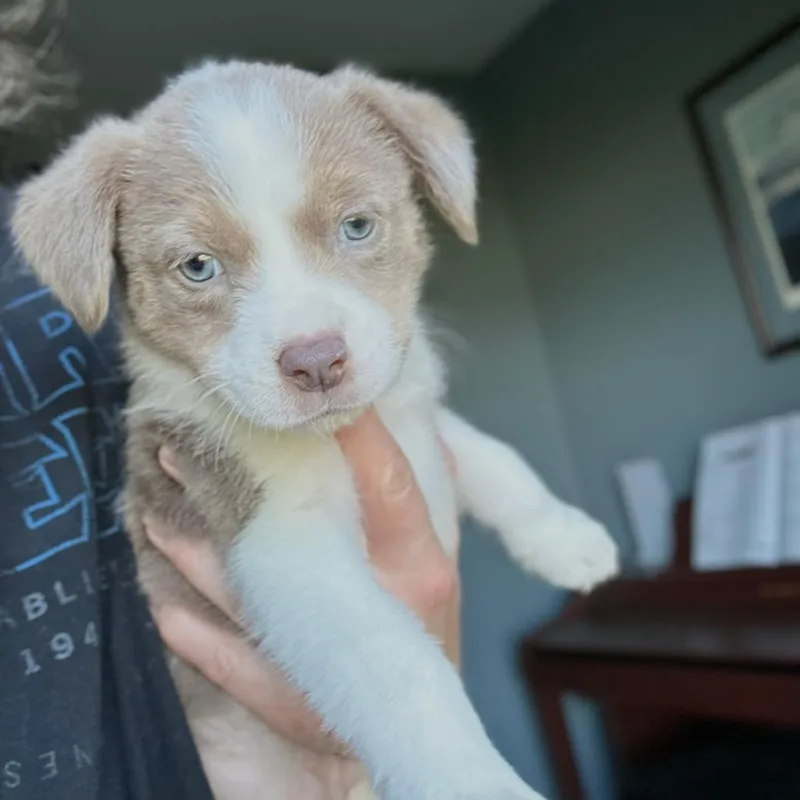 Sterling thumbnail 3