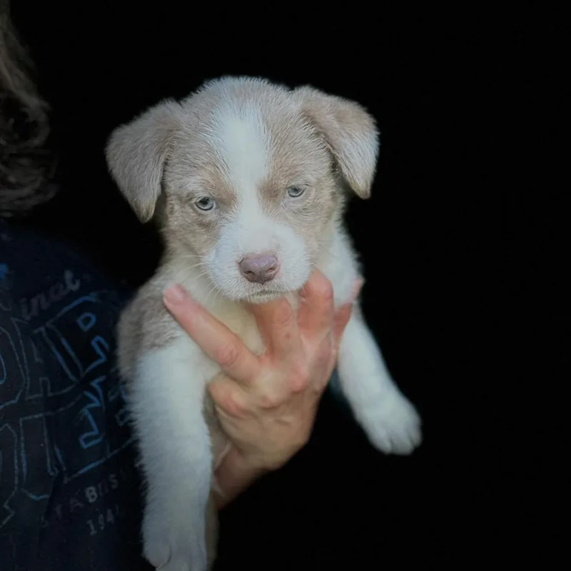 Sterling thumbnail 4