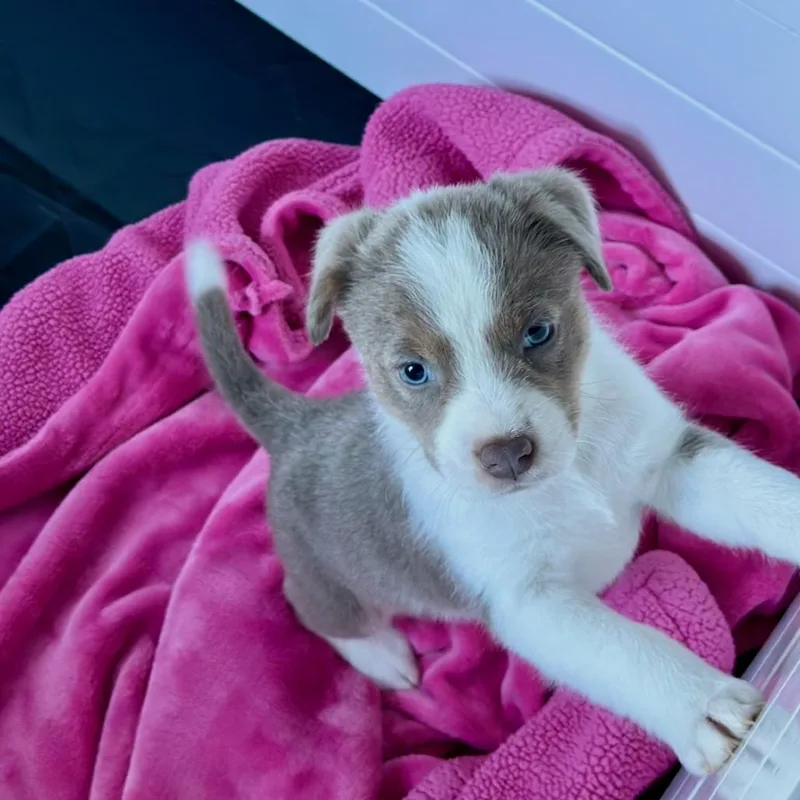 Sterling thumbnail 5