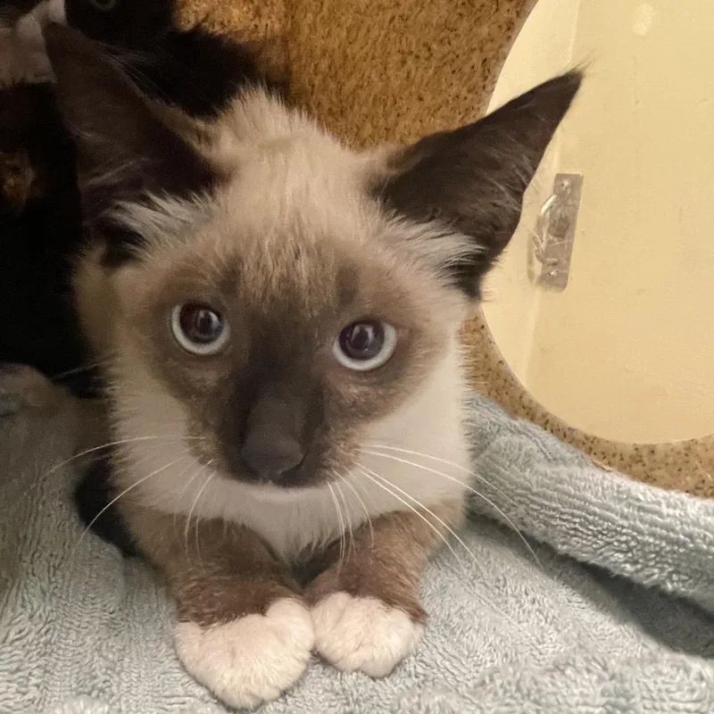 A baby small-sized male Brown / Chocolate Siamese cat named Levi for adoption in Pasadena, CA