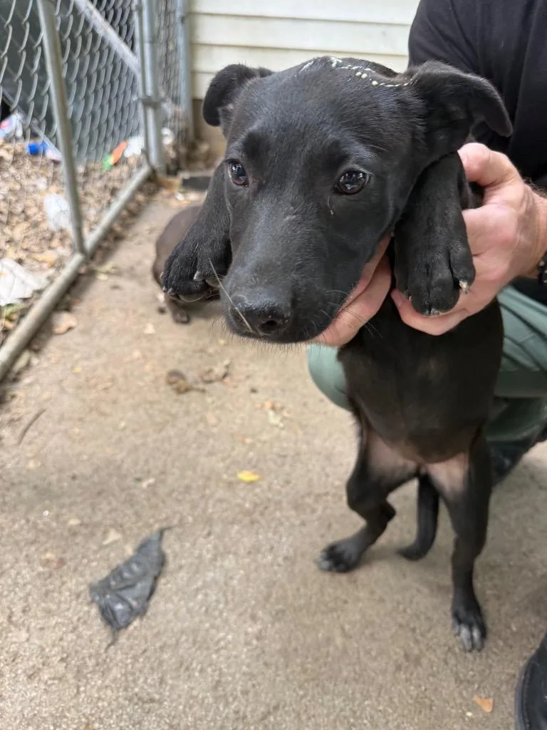A baby small-sized female Mixed Breed dog named #2 for adoption in Columbia, TN