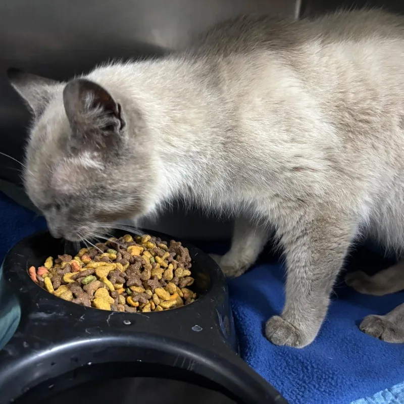 A senior medium-sized male Lilac Point Domestic Short Hair cat named Minx for adoption in St Joseph, MO