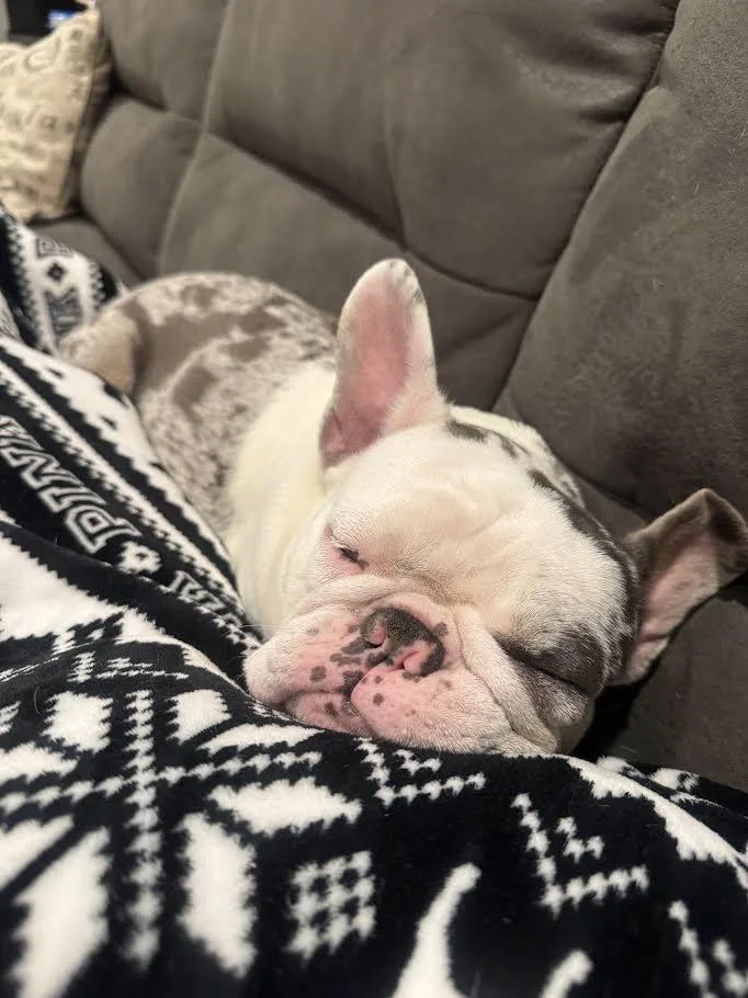 Stella