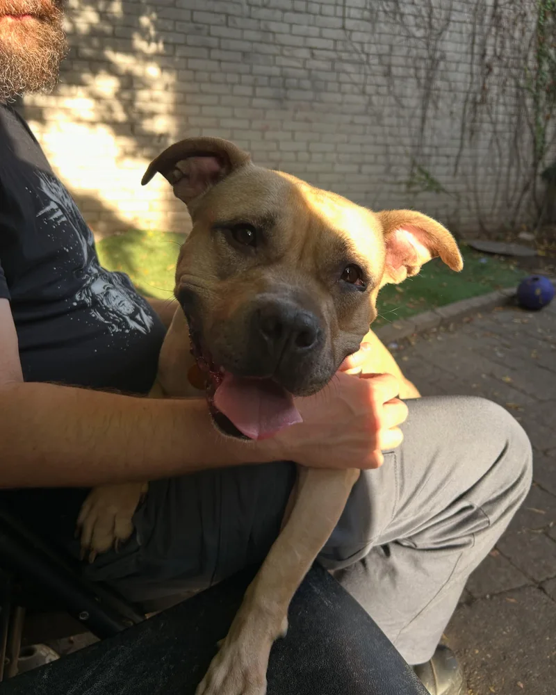 A young medium-sized female Yellow / Tan / Blond / Fawn Pit Bull Terrier dog named Nyla for adoption in Pittsburgh, PA