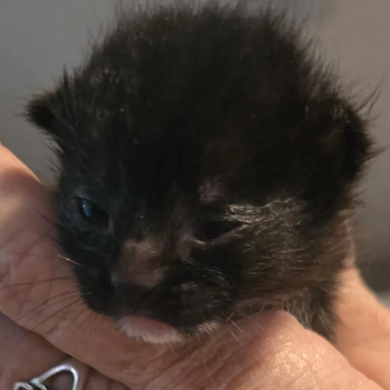 A baby small-sized female Black Domestic Short Hair cat named Darkness for adoption in Fort Smith, AR