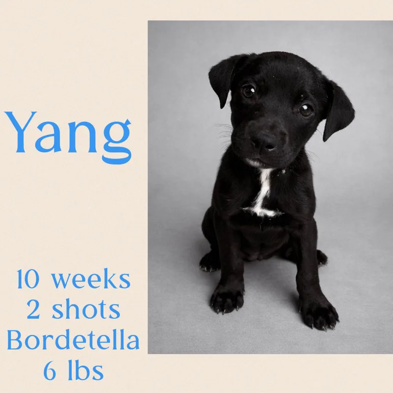 Yang