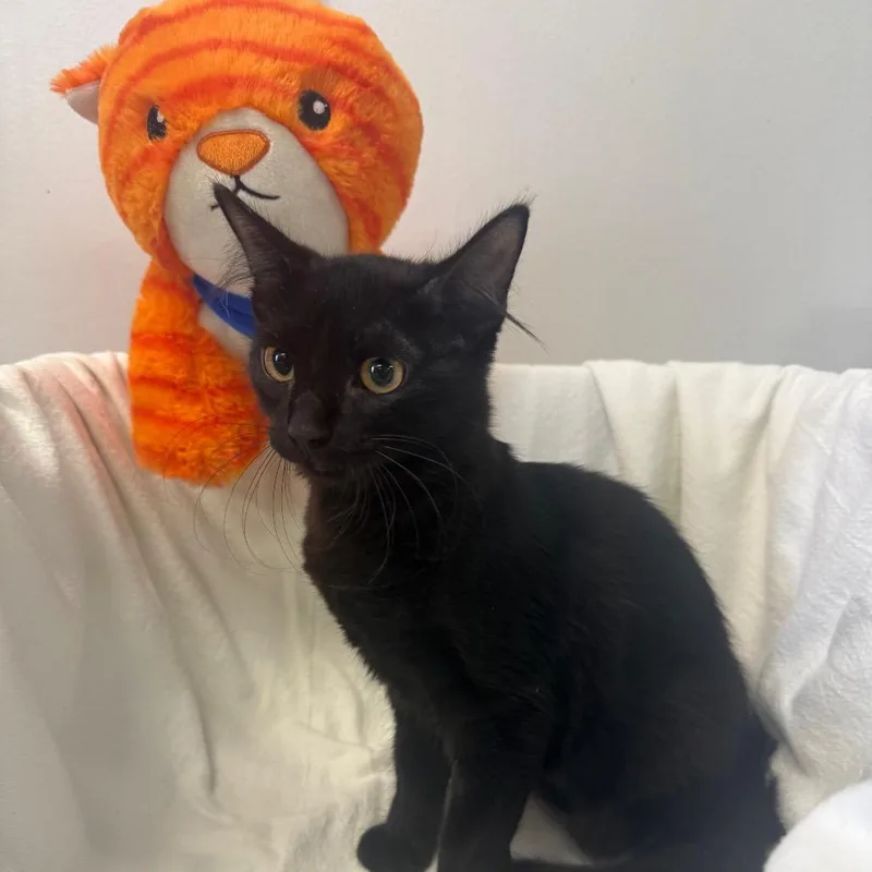 A baby small-sized female Black Domestic Short Hair cat named Cove for adoption in Houston, TX