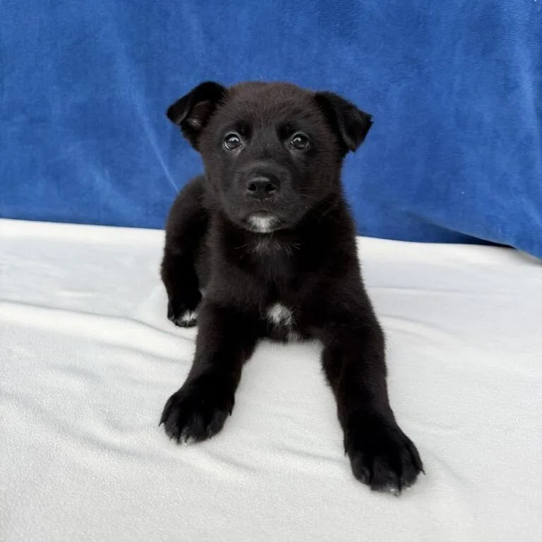 A baby small-sized male Black Shepherd dog named Cub Scout for adoption in Carencro, LA