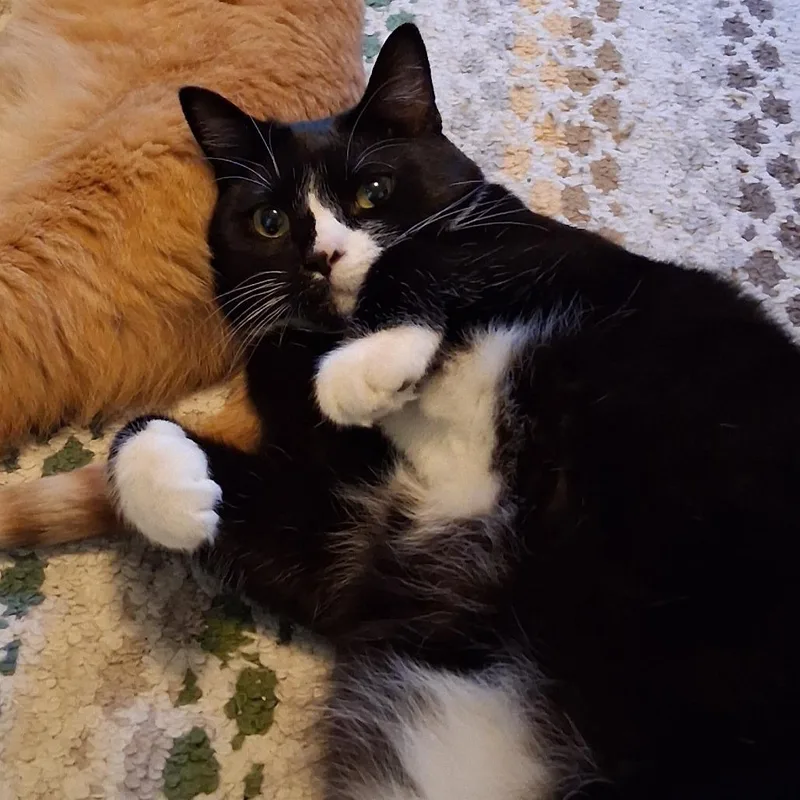 An adult large-sized male Domestic Short Hair cat named Chocolate Frosty for adoption in Inver Grove Heights, MN