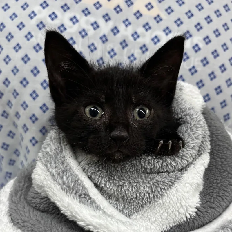 A baby small-sized male Black Domestic Short Hair cat named Whiskey for adoption in West Palm Beach, FL
