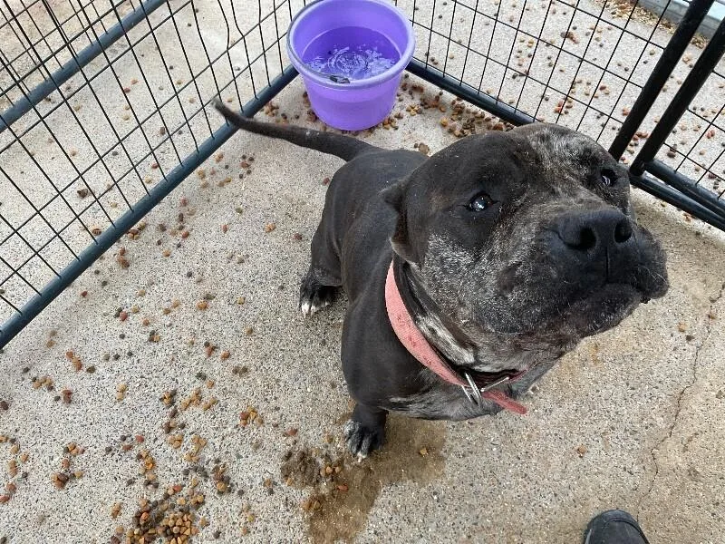 An adult extra large-sized male American Bulldog dog named Jigsaw for adoption in Paris , TN