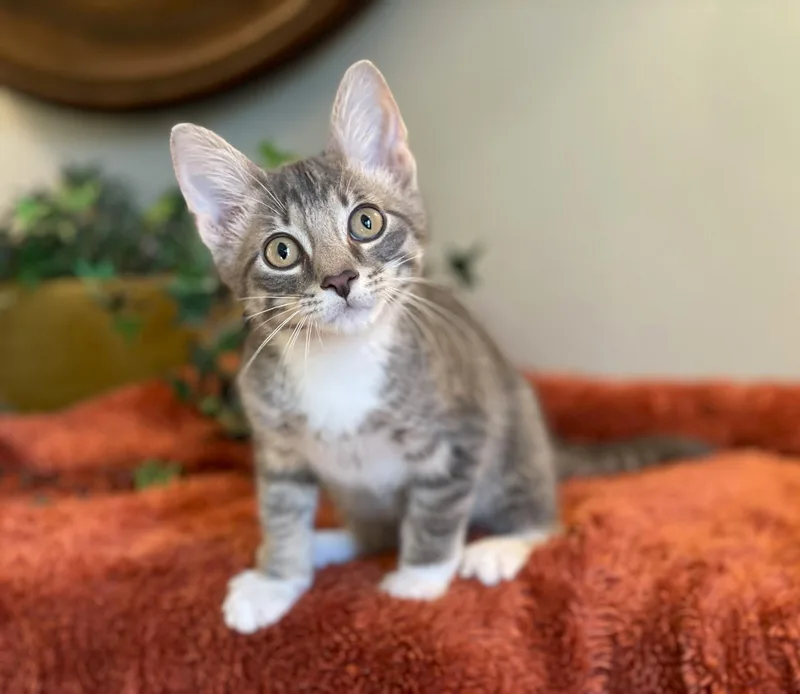A baby medium-sized male Gray & White Tabby cat named Stormy for adoption in Taylor, MI