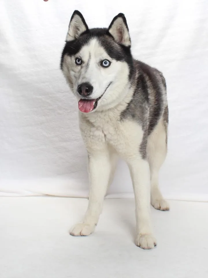 An adult medium-sized male Siberian Husky dog named Zeus for adoption in Burbank, CA