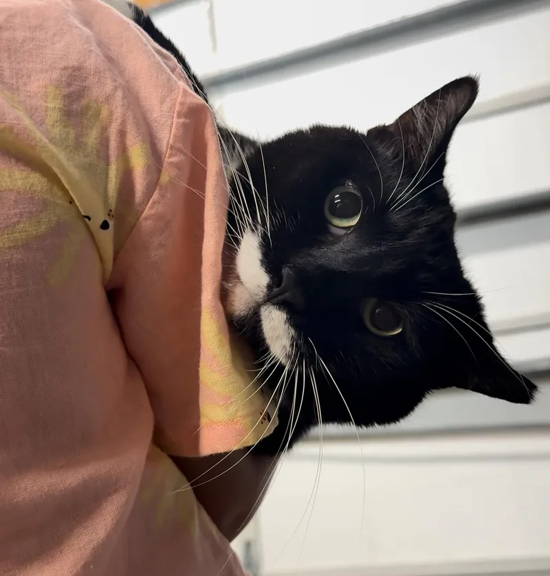 An adult extra large-sized male Black & White / Tuxedo Tuxedo cat named Little T for adoption in Miami, FL