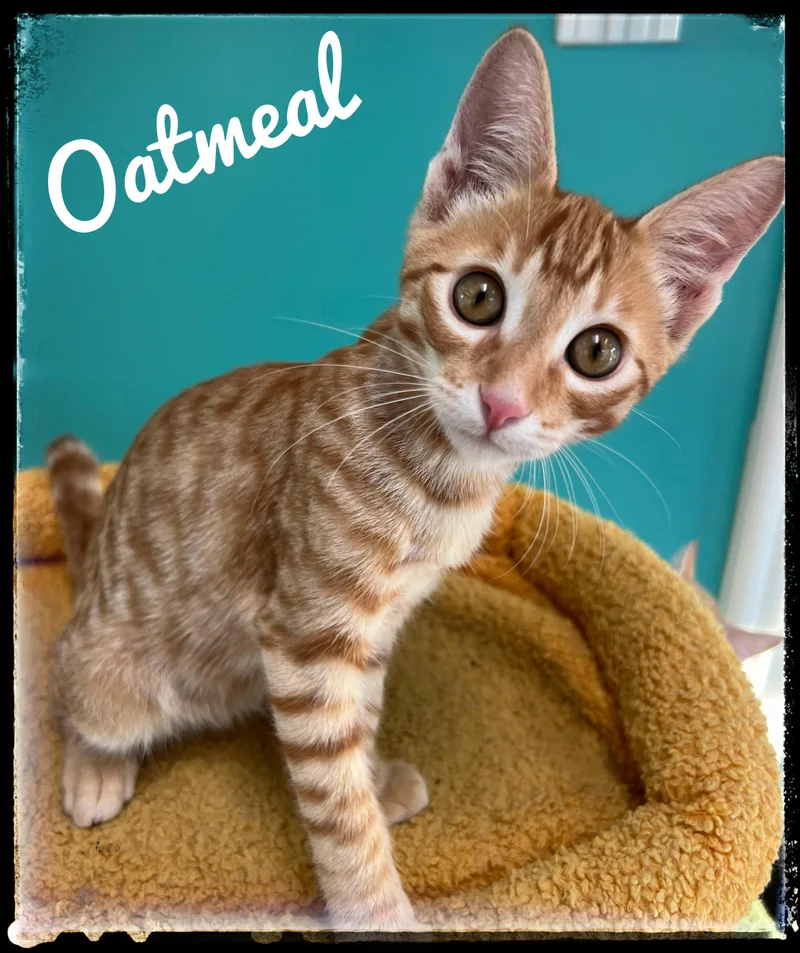 A baby small-sized male Domestic Short Hair cat named Oatmeal for adoption in El Cajon, CA