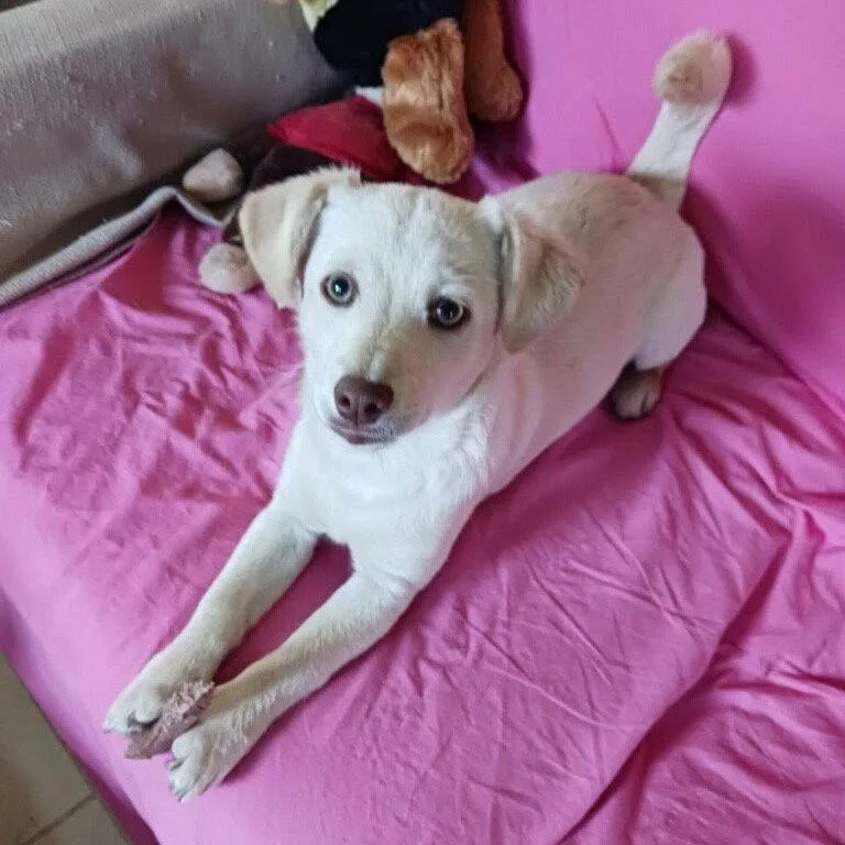 A young small-sized male Chihuahua dog named Chance for adoption in Bloomfield, CT