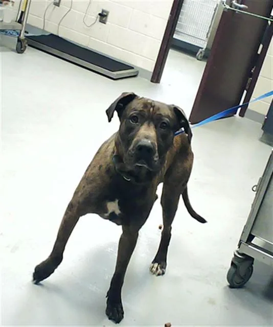 A young large-sized male Pit Bull Terrier dog named Oliver for adoption in Fayetteville, NC