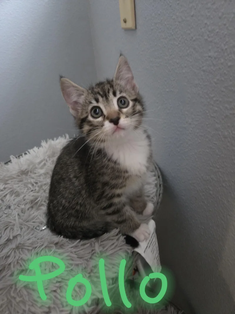 A baby small-sized female Tabby (Brown / Chocolate) Domestic Short Hair cat named Pollo for adoption in Newberg, OR