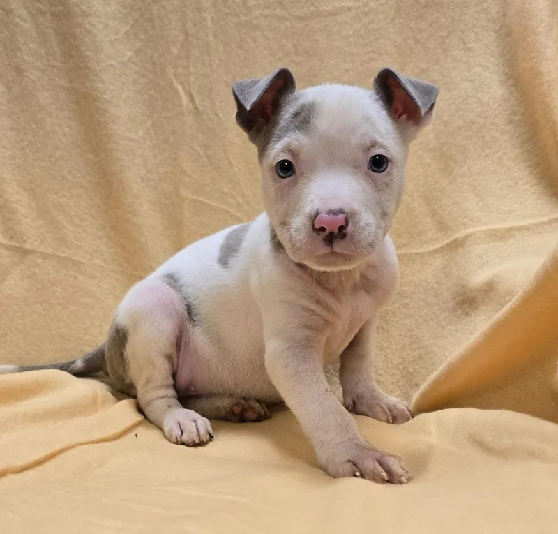 A baby medium-sized female Mixed Breed dog named Octavia for adoption in Murphysboro, IL