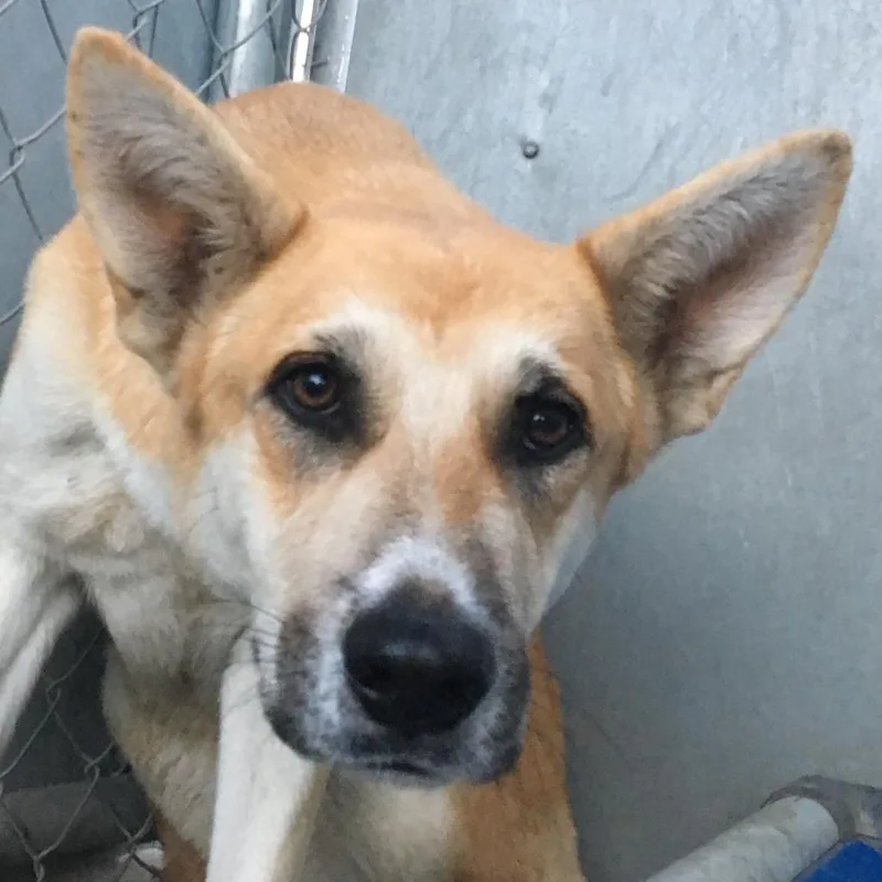 A senior medium-sized female Yellow / Tan / Blond / Fawn Mixed Breed dog named Nola for adoption in Las Cruces, NM