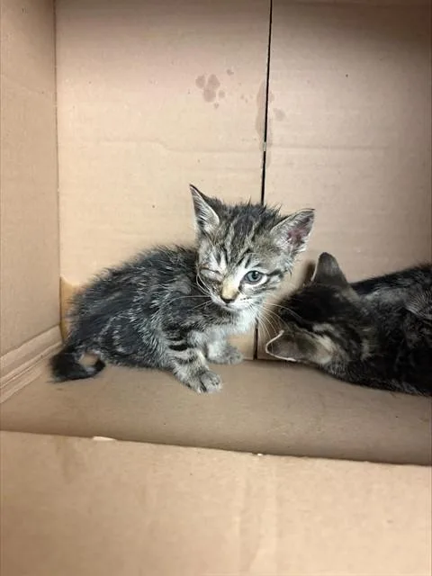 A baby small-sized female Domestic Short Hair cat named Abby for adoption in Stockton, CA