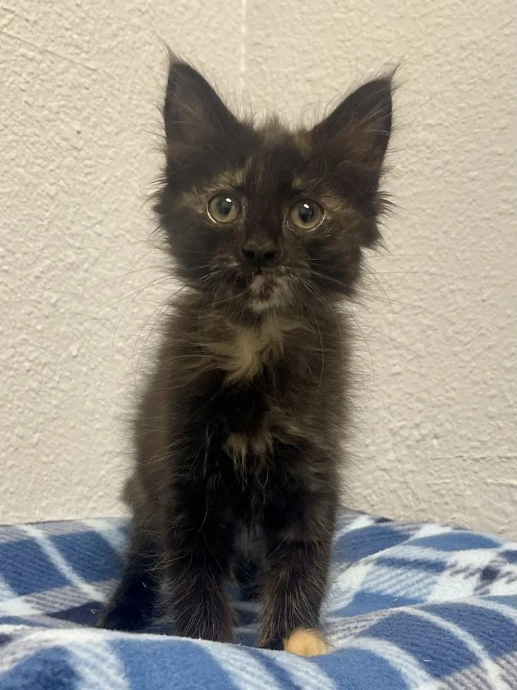A baby small-sized female Domestic Long Hair cat named Elena for adoption in Jamestown, CA