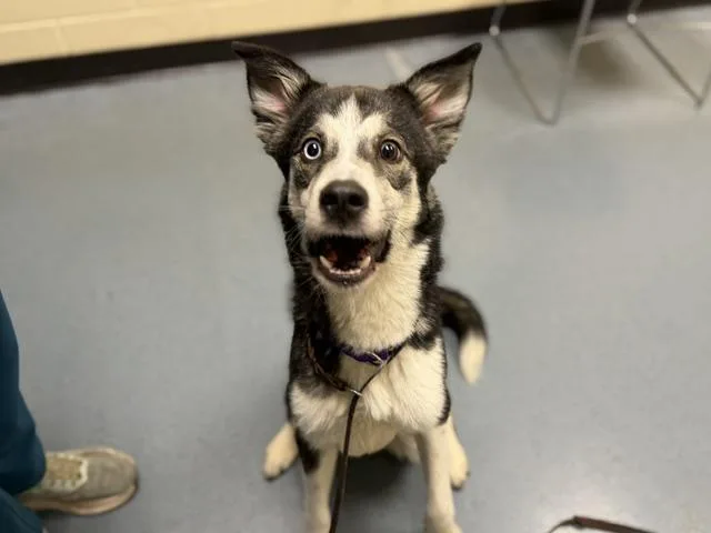 A young medium-sized male Siberian Husky dog named Walker for adoption in Denver, CO