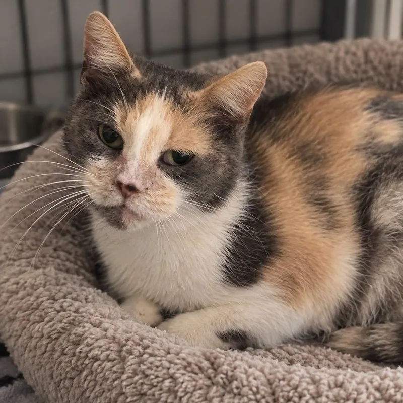 A senior medium-sized female Domestic Short Hair cat named Kaia for adoption in Effingham, IL