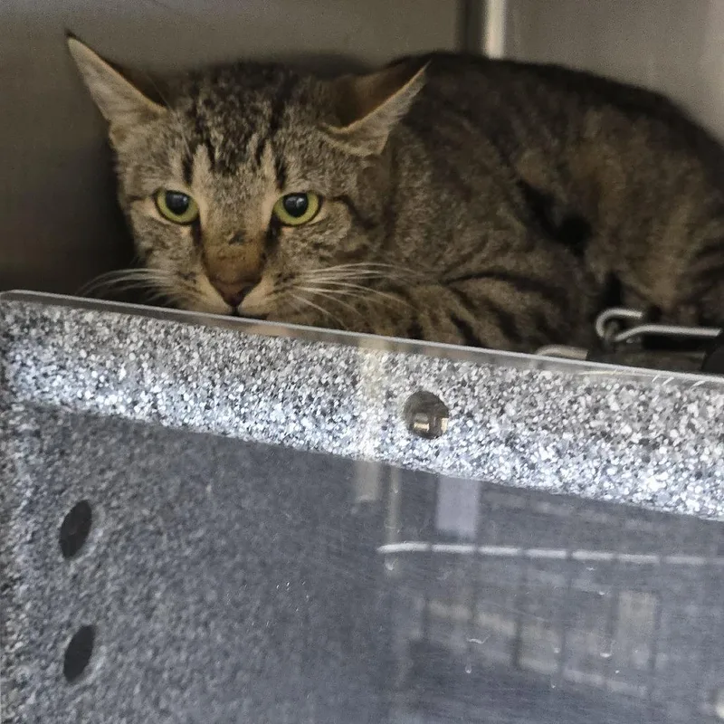 A young small-sized female Brown / Chocolate Domestic Short Hair cat named Squidette for adoption in Yanceyville, NC