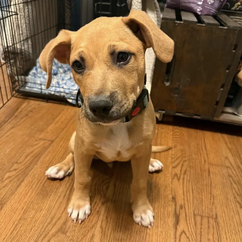 A baby large-sized male Mixed Breed dog named Tito for adoption in Pelham, NH