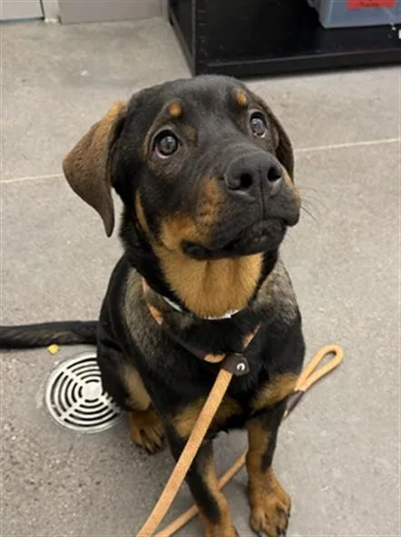 A young large-sized male Rottweiler dog named Sizzle for adoption in Mesa, AZ