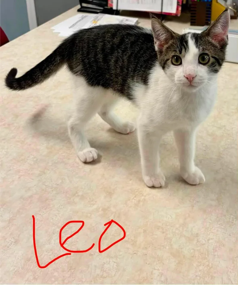 Leo
