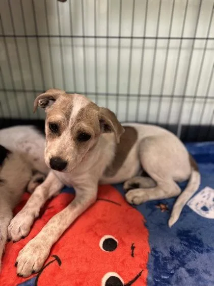 A baby medium-sized male Australian Cattle Dog / Blue Heeler dog named Double Rainbro for adoption in Sacramento, CA