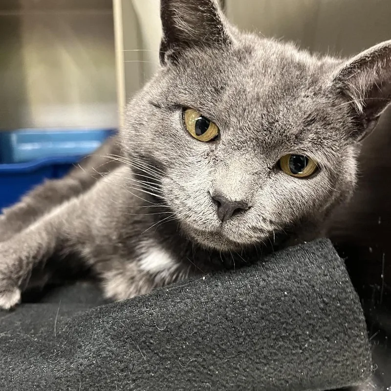 Martha Mets thumbnail 4