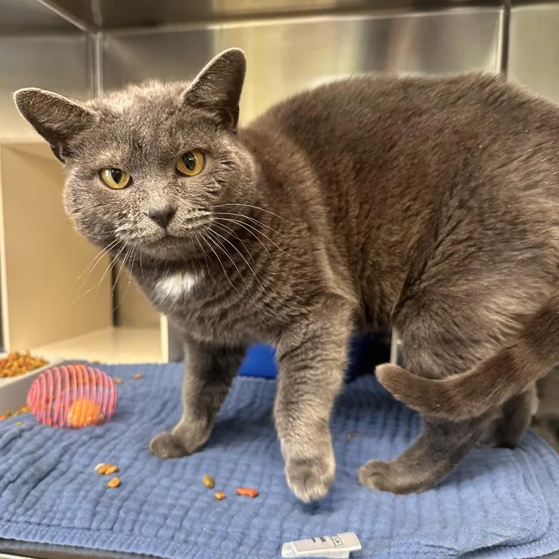 Martha Mets thumbnail 5