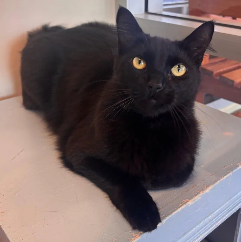 An adult medium-sized male Black Domestic Medium Hair cat named Eugene for adoption in Burlingame, CA