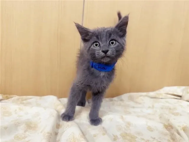 A baby small-sized male Domestic Short Hair cat named Chai for adoption in Saint Louis, MO