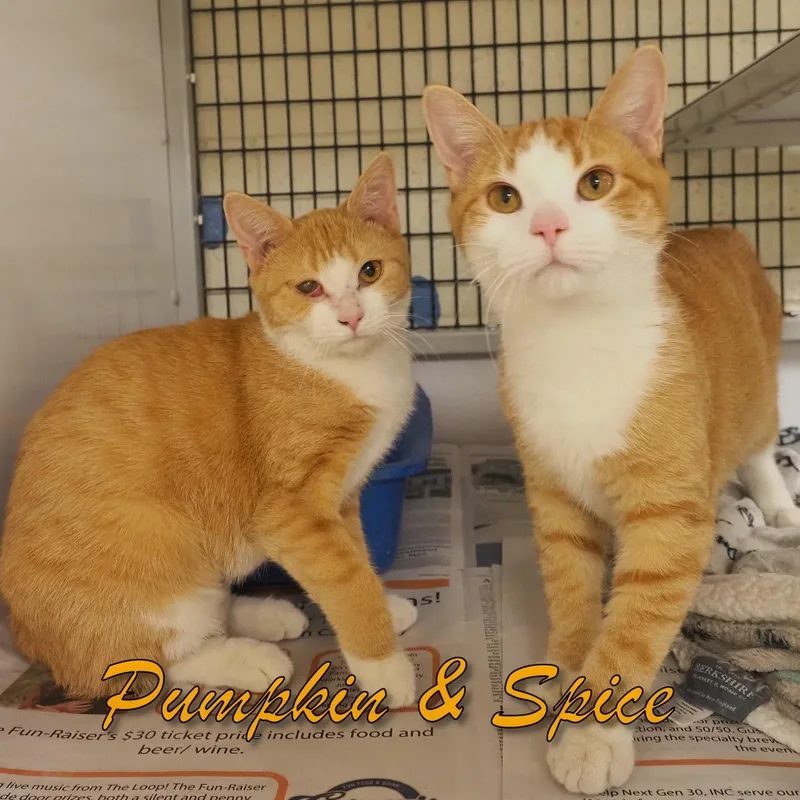 Pumpkin & Spice