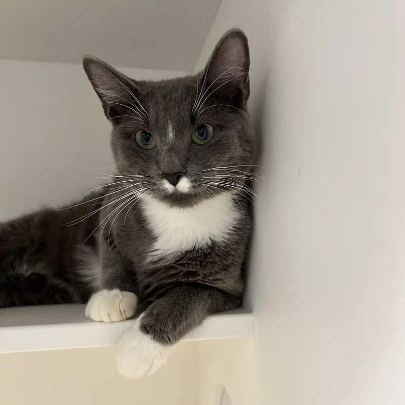 An adult medium-sized male Gray & White Domestic Short Hair cat named Swedish Chef for adoption in La Grange Park, IL