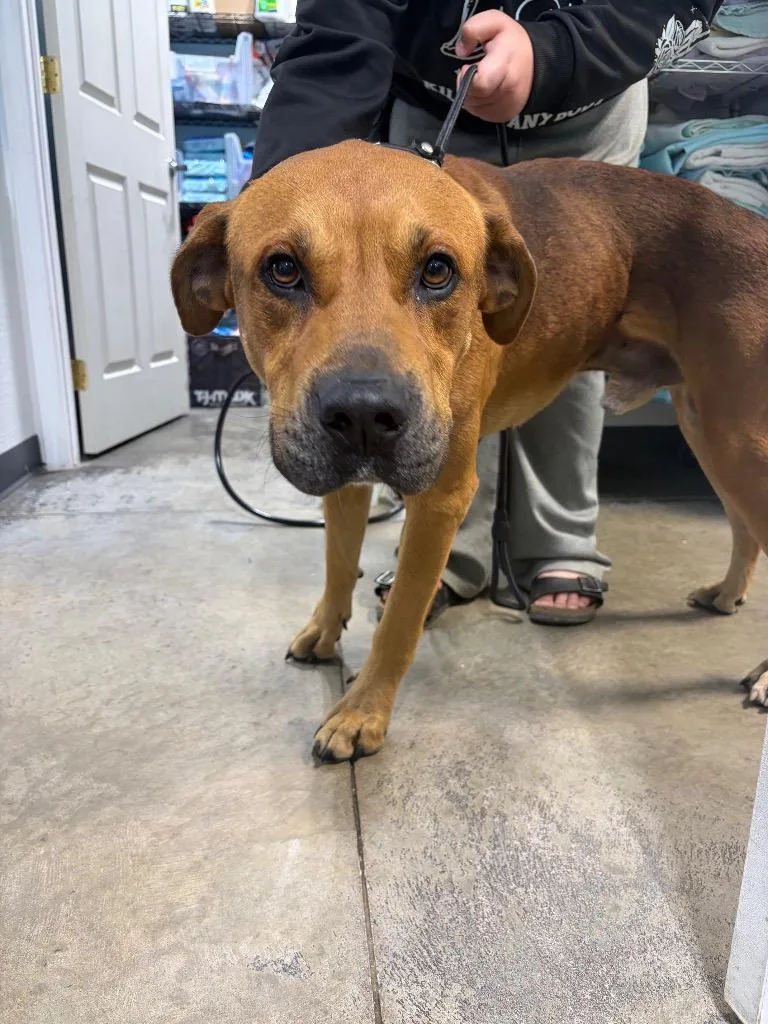 A young medium-sized male Bullmastiff dog named Twix for adoption in Morgantown, KY