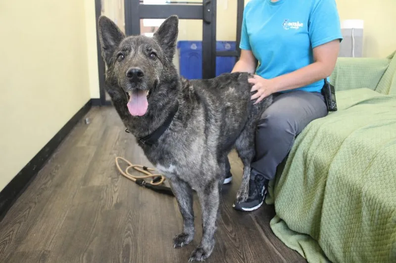 An adult medium-sized female Brindle German Shepherd Dog dog named Emmie for adoption in Chestertown, MD
