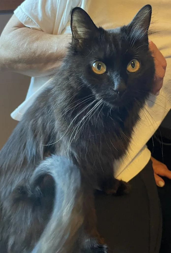 A young medium-sized female Domestic Short Hair cat named Matilda for adoption in St. Cloud, MN